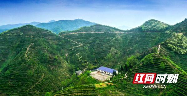 力创配资 临湘白石毛尖——天梯茶山上的岩韵花香